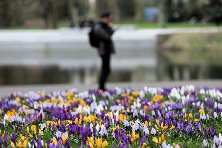 Pierwsze oznaki wiosny pojawiły się w Parku Róż.