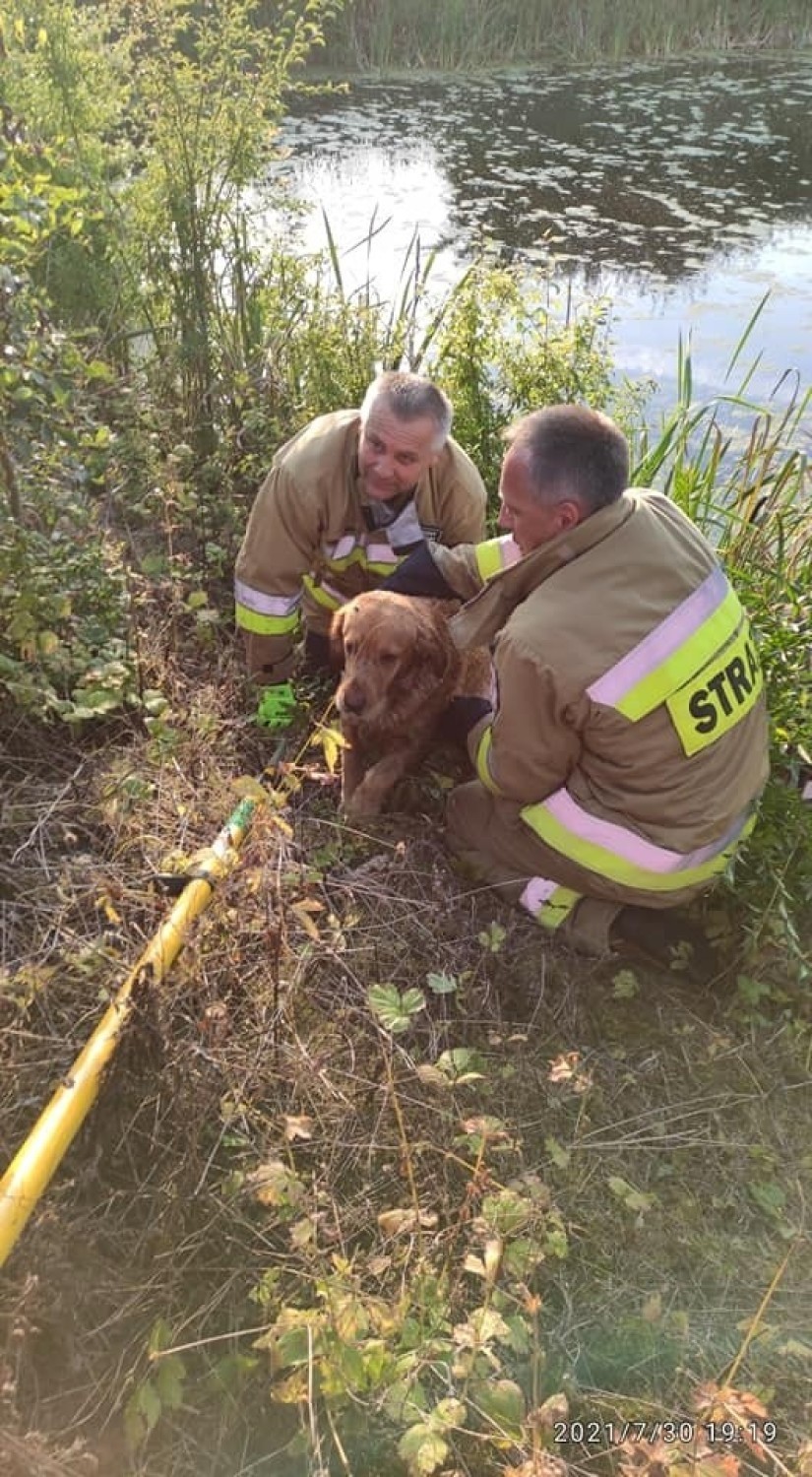 Dwa psy zostały uratowane dzięki pomocy druhów z OSP Kijewo...