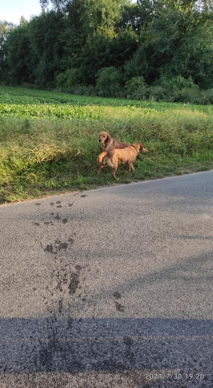 Dwa psy zostały uratowane dzięki pomocy druhów z OSP Kijewo...