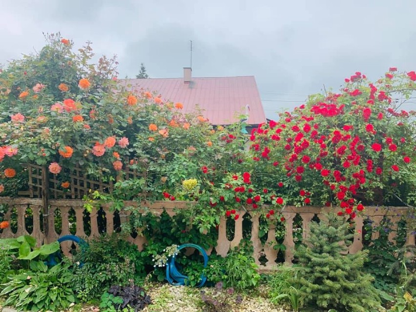 Róże w Róży. Najpiękniejszy ogród na Podkarpaciu znajduje się nieopodal Dębicy [ZDJĘCIA]