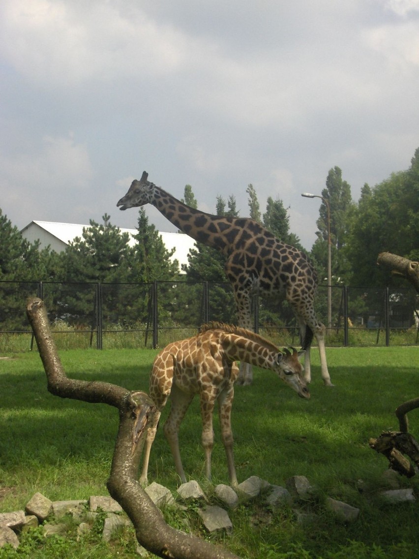 Żyrafa Lokatka i jej tata Largo