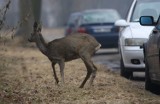 Trzemeszno: mężczyzna zabił sarnę, która... zabłądziła