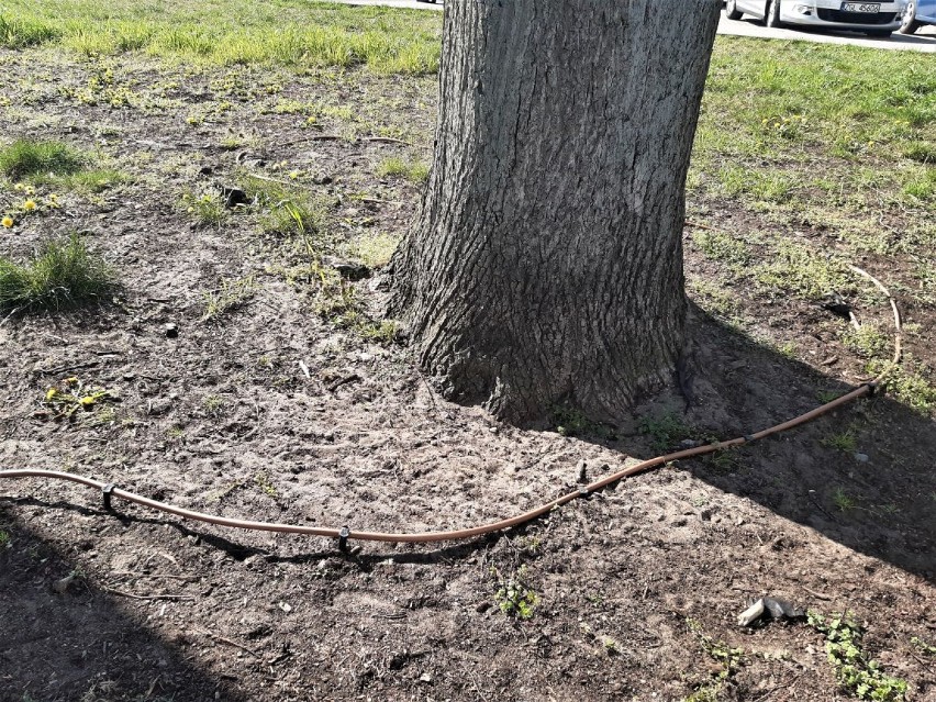 Zieleń miejska w Goleniowie? Są miejsca, w których zanika