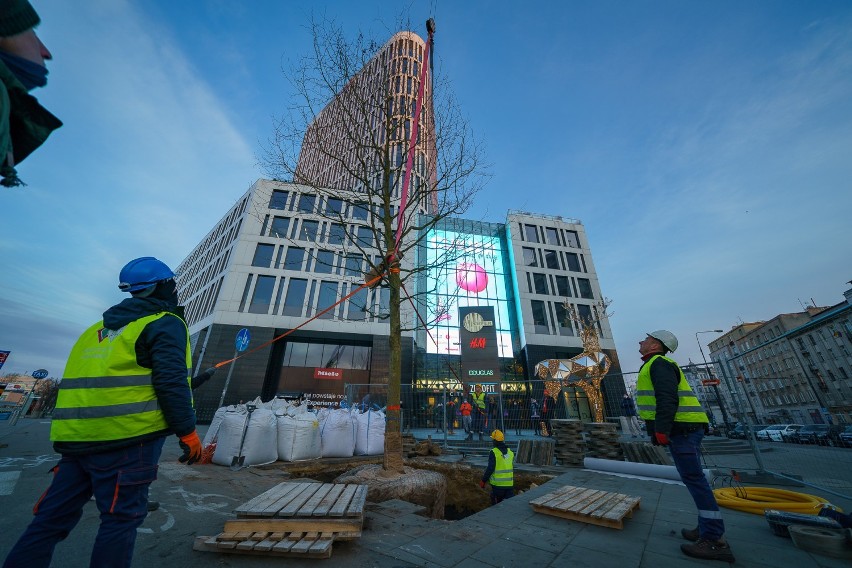 W centrum Warszawy posadzono 14-metrowe drzewo. To nowy symbol ekologii