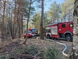 Pożar lasu w miejscowości Zborowskie w gminie Zduńska Wola