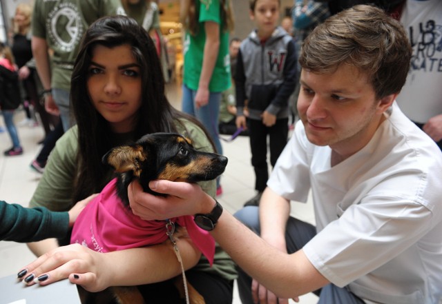 W Galerii Sanowa w Przemyślu już po raz czwarty odbyła się akcja mającą na celu znalezienie domów dla potrzebujących miłości czworonogów. Do tej pory psami zajmowała się lecznica dla zwierząt "Ada".


