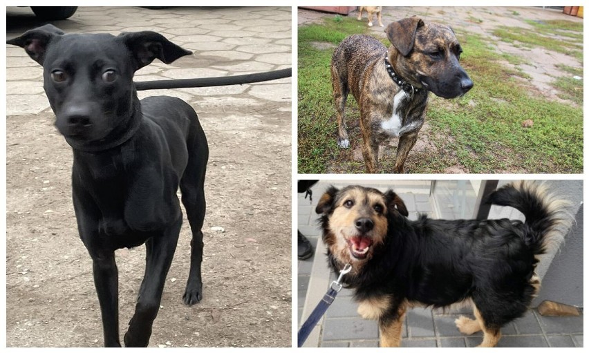Psy do adopcji ze schroniska Azorek w Obornikach. Te zwierzaki czekają na nowy dom