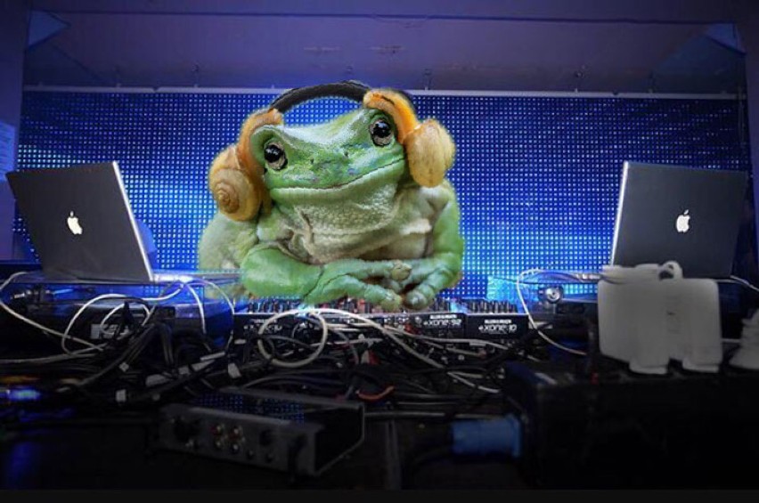 Ta żaba stała się gwiazdą internetu. Komiczne przeróbki...