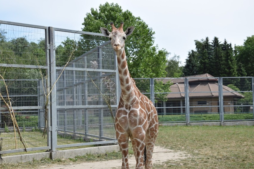 Urodziny żyrafki Luny w śląskim zoo