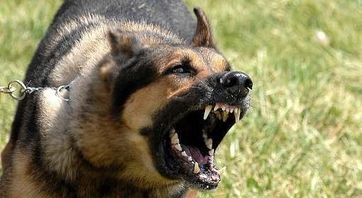 Na Spornej w Pabianicach pies atakował przechodniów