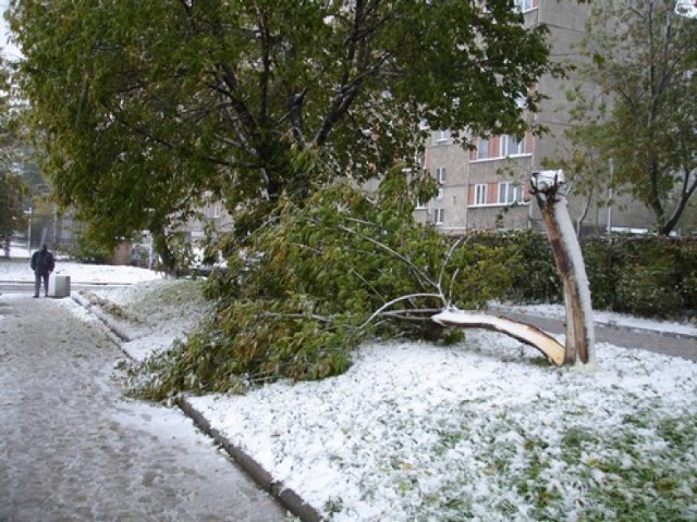Ofiarami porywistego wiatru padają głównie drzewa