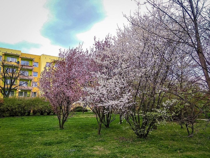 Wałbrzych: Bajkowe kolory kwitnących drzew na Podzamczu (ZDJĘCIA)