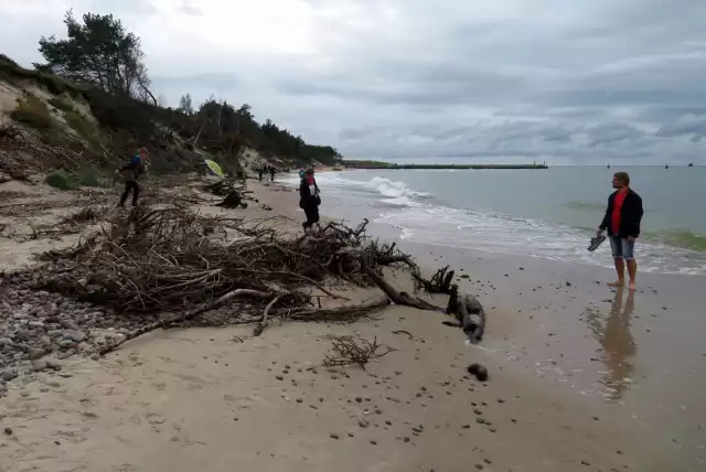 Plaża wschodnia w Rowach uległa kolejnym zniszczeniom po niedużym sztormie. Działanie żywiołu spowodowało zmniejszenie obszaru plaży, a morze wyrzuciło na brzeg mnóstwo gałęzi i kamieni. Przy falochronie odsłoniła się kolejna drewniana palisada oraz ciekawostka - resztki starego torowiska wąskotorowej kolejki budowlanej. Zobaczcie zdjęcia!