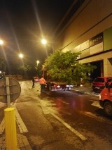 W środku nocy firma zieleniarska zaczęła akcję przesadzania drzew przy ul. Lipowej. Akcję zablokowali mieszkańcy okolicznych kamienic