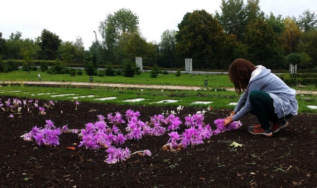 W kieleckim Ogrodzie Botanicznym zakwitł zwiastun jesieni - zimowit jesienny. Na zdjęciu ogrodnik Małgorzata Zalewska.
