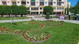 Rozpoczęto coroczne nasadzenia kwiatów rabatowych w Legnicy. W sumie w przestrzeni miejskiej zasadzonych zostanie ponad 7,5 tysiąca roślin!