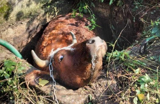 W Libuszy do niewielkiego odstojnika na gnojowicę wpadła krowa. Zwierzę nie było w stanie samodzielnie się wydostać. Pomogli strażacy