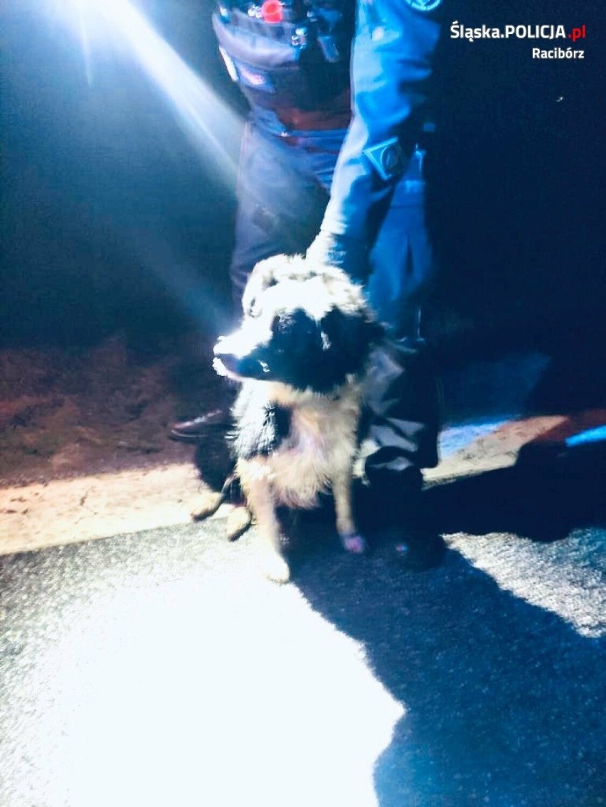 Policjanci z Raciborza pomogli wystraszonemu psu