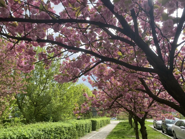 Ulica Prosta na osiedlu Zacisze w Zielonej Górze obsypana kwiatami wiśni japońskiej