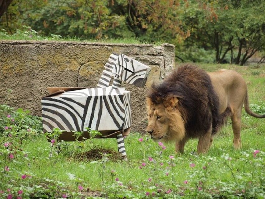 Kartonowe zabawki dla zwierząt w łódzkim ZOO