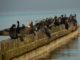 Kormorany suszą się na usteckiej plaży. Ach, jakie piękne lśniące baletnice!