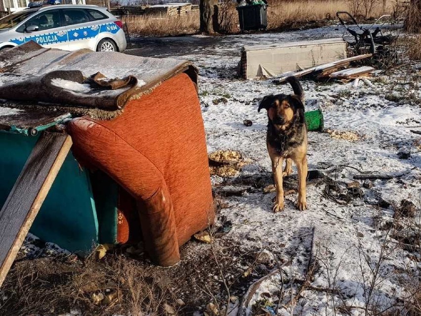 Powiat nowodworski. Policjanci z Nowego Dworu pomogli zaniedbanemu psu. Zwierzę miało otwartą ranę na szyi... [ZDJĘCIA]