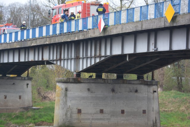 Strażacy ratowali... kota! Zwierzak utknął na filarze mostu nad rzeką Wartą (21.04.2022).