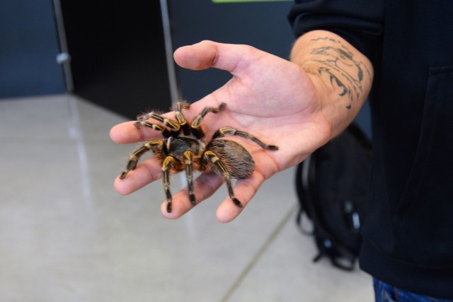 Wystawa żywych pająków i skorpionów w Centrum Wystawienniczo-Kongresowym w Opolu