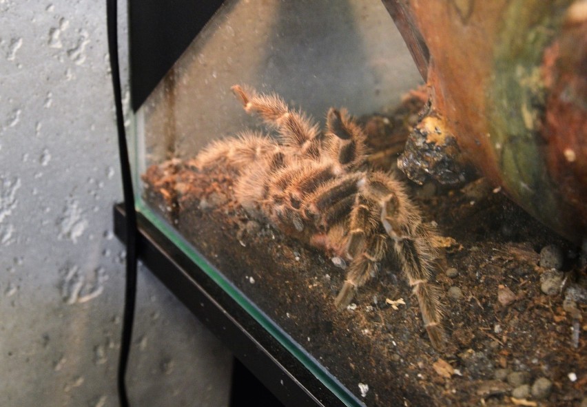 Wystawa żywych pająków i skorpionów w Centrum...