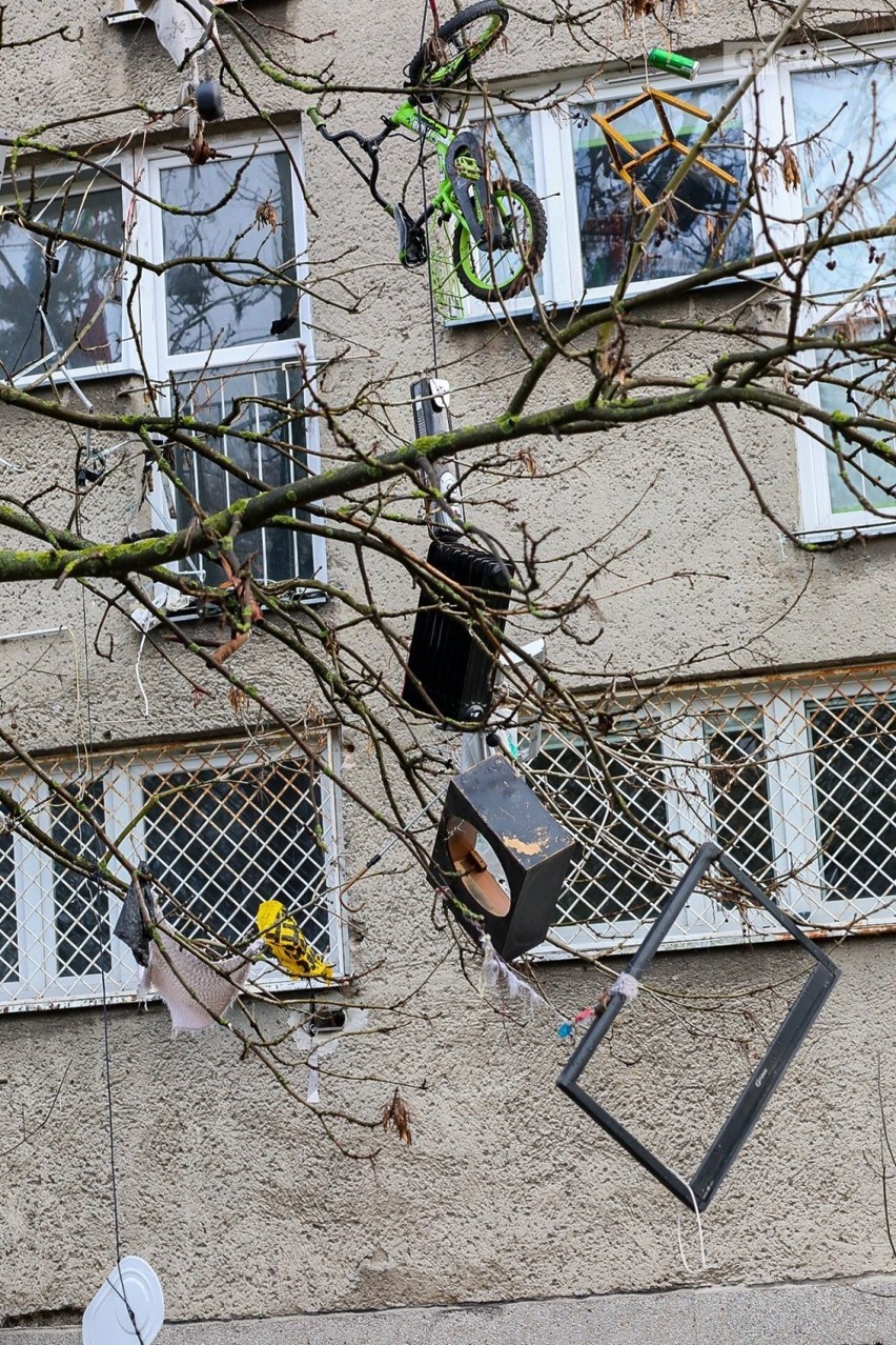 Takie drzewo znajduje się przy ul. Komuny Paryskiej w...