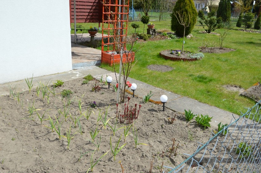 Kwitnące działki ROD przy Strobowskiej w Skierniewicach. Działkowicze rozpoczęli wiosenne prace