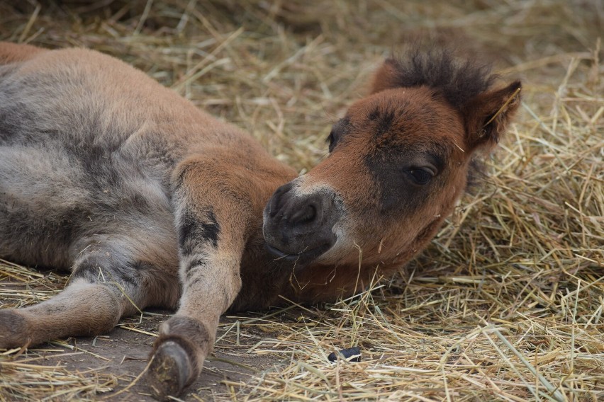 W ostatnim czasie w Zoo Borysew sypnęło narodzinami