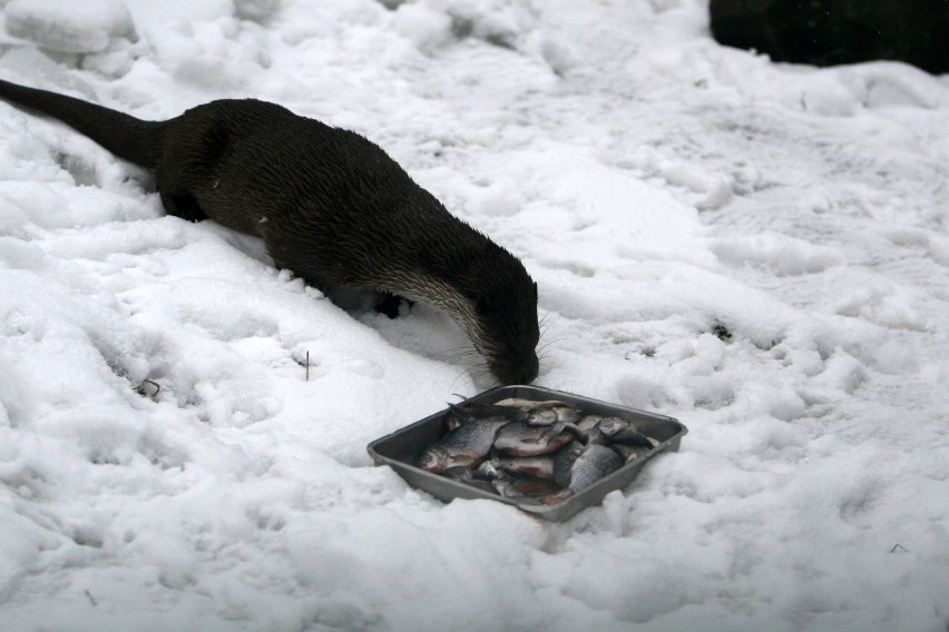 Chorzów: Do śląskiego zoo przyjechała wydra Franciszka