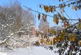 Zima w parku Suble w Tychach. W słoneczny grudniowy dzień widok przepiękny