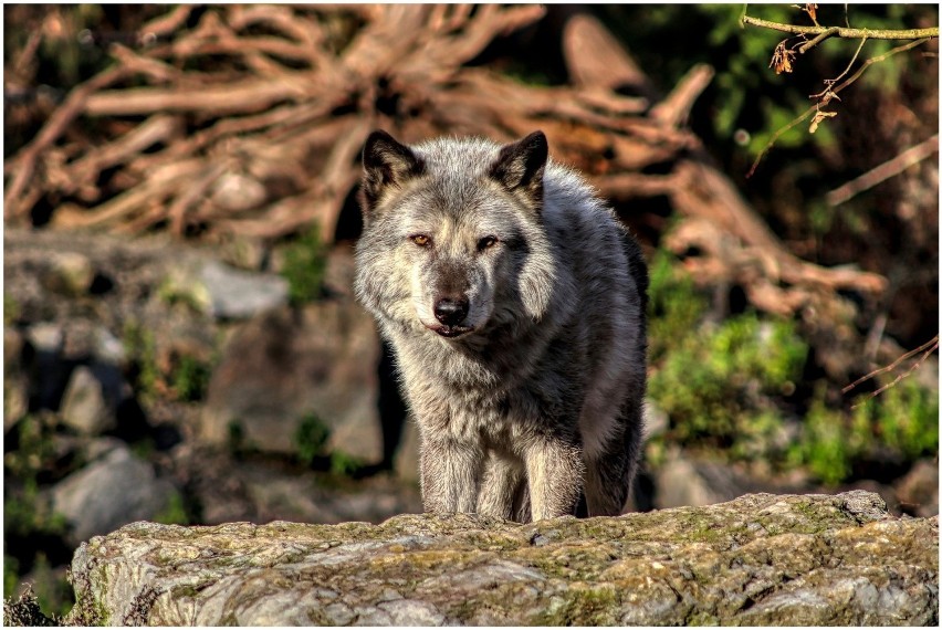 W całej Polsce żyją 2 tysiące wilków. Jako zagrożone...