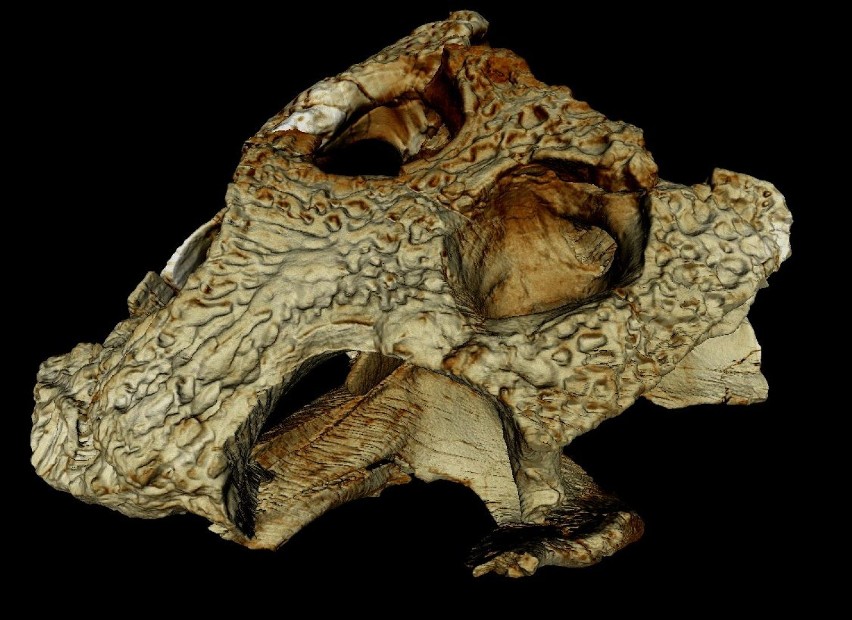 Czaszka krokodylomorfa odkrytego w kamieniołomie Owadów Brzezinki