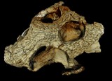 Jurajski krokodyl znaleziony koło Sławna w kamieniołomie Owadów-Brzezinki. Otwarcie Geoparku coraz bliżej [ZDJĘCIA]