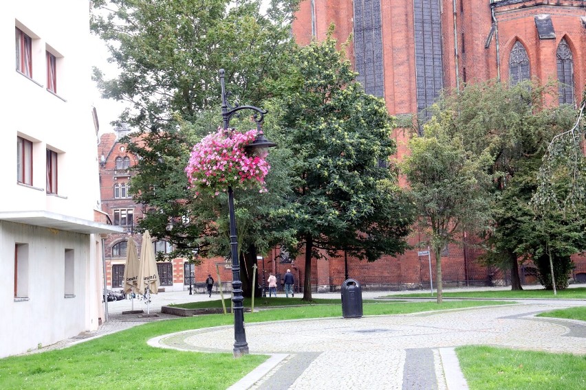Kasztan jadalny owocuje w centrum Legnicy, zobaczcie zdjęcia