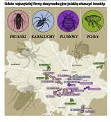 Prusaki, pchły i pluskwy atakują wrocławian