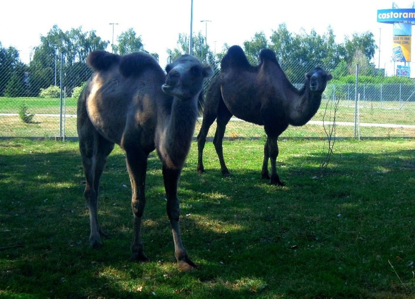 Zoo w Zamościu: Do wielbłąda przyjechała partnerka. Między...