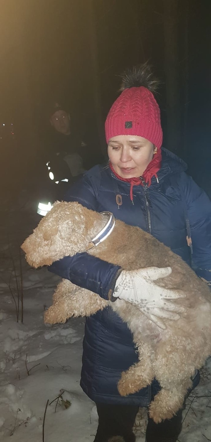 W Ostrowcu pies utknął w lisiej norze. Odkopali go strażacy [WIDEO]