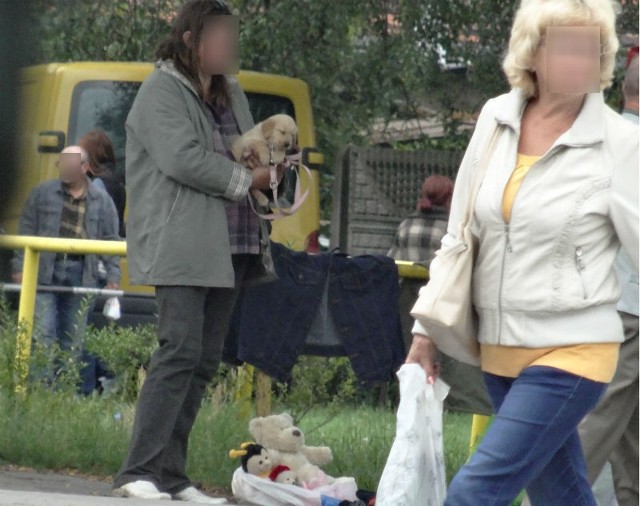 Sielanka w Poznaniu - mimo zakazu nadal kupisz tu psa