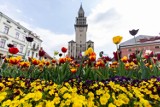 Bielsko-Biała cała w kwiatach - wiosna wybuchła! Miasto zdobi tysiące wiosennych kwiatów. Zobaczcie ZDJĘCIA