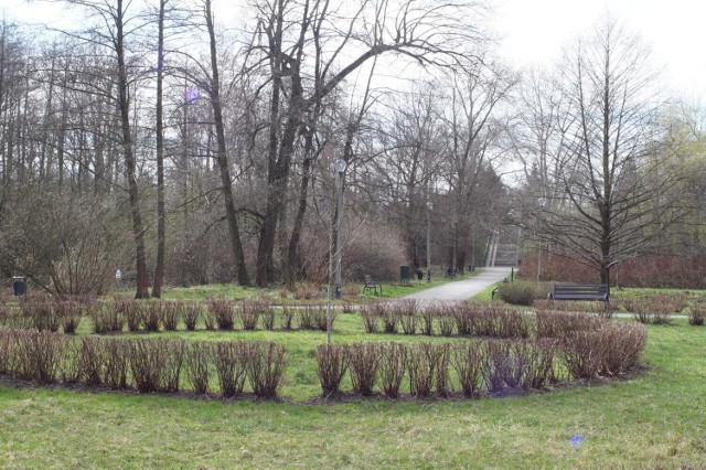 Wiosna w Parku Lilii Wenedy w Krakowie budzi się w tym roku bardzo powoli.