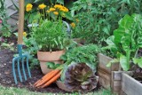 Te zioła posadź przy warzywach. Będziesz mieć lepsze zbiory, a rośliny ominą choroby i szkodniki. Jakie zioła dobrze wpływają na warzywa?