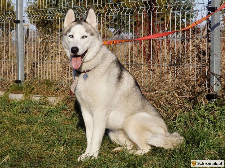 Nawi ma 1,5 roku. Psiak w typie husky. Trafił do schroniska,...