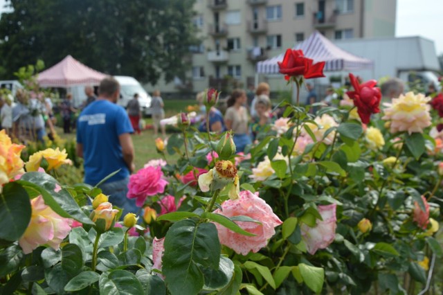 Zespół Loka zagra na Święcie Kwiatów 2022 w Zduńskiej Woli Karsznicach. Tak było rok temu