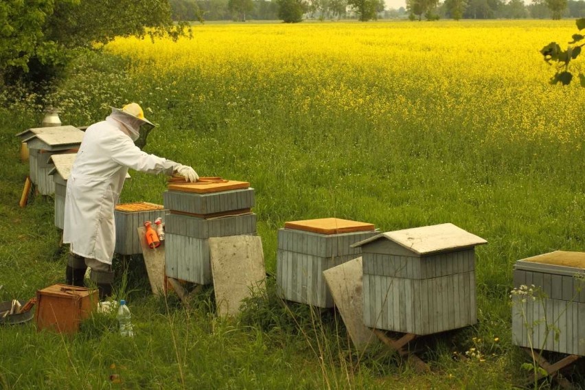 Relacje pszczół i lasu są przedmiotem badań prowadzonych na...
