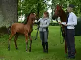 Janowska stadnina przygotowuje się do Pride of Poland. Zobacz wideo