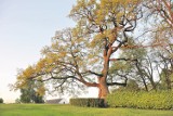 Trwa internetowy plebiscyt  na europejskie drzewo roku. Dąb Wybickiego potrzebuje waszych głosów!